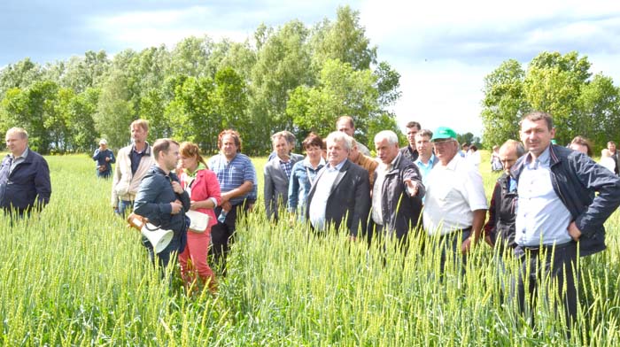 Голяткинцы стремятся превратить поля в сильные, чистые, урожайные
