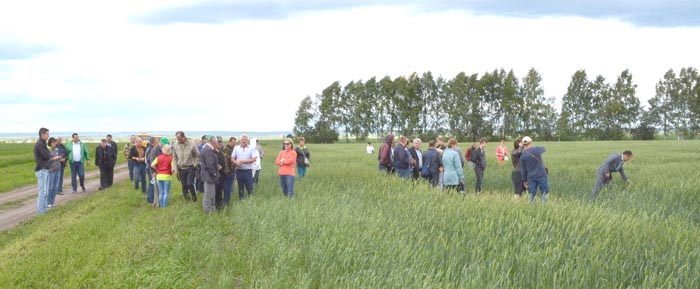 П.А. Данилов: "Яровая пшеница Уралосибирская высевалась по дважды продискованному клеверу 7 мая, с нормой высева 250 кг/га, обработка Примадонной Грант, ХЭФКом дала замечательный результат"