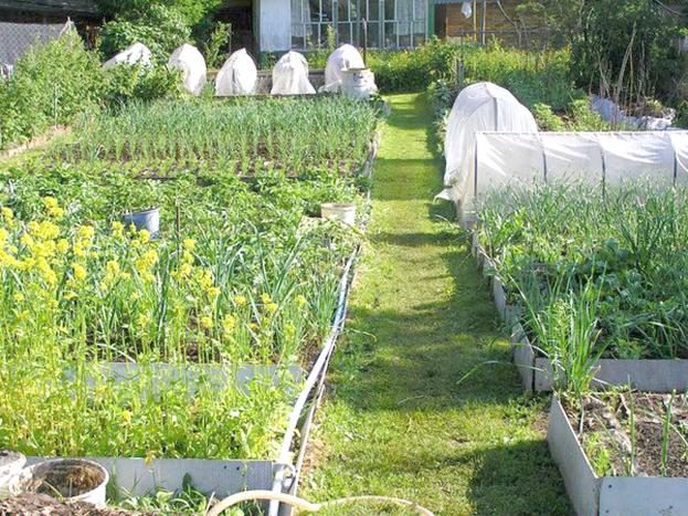 Так выглядит огород Игнатьевых в летний сезон