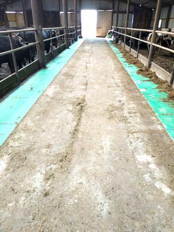 Кормовые столы зеленого цвета инстинктивно повышают аппетит у буренок